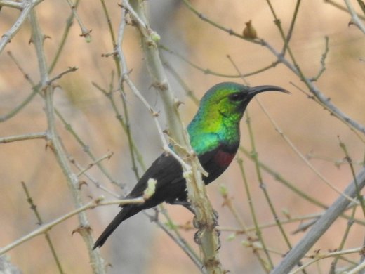 09.26.Marico Sunbird