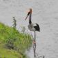 09.27.Saddle-billed Stork