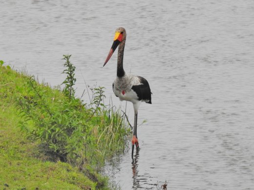 09.27.Saddle-billed Stork