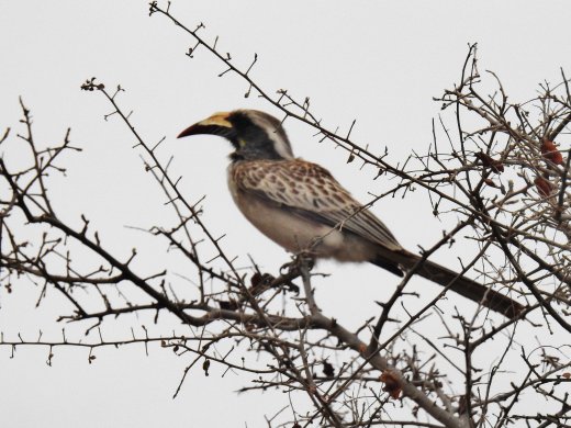 09.27.African Grey Hornbill