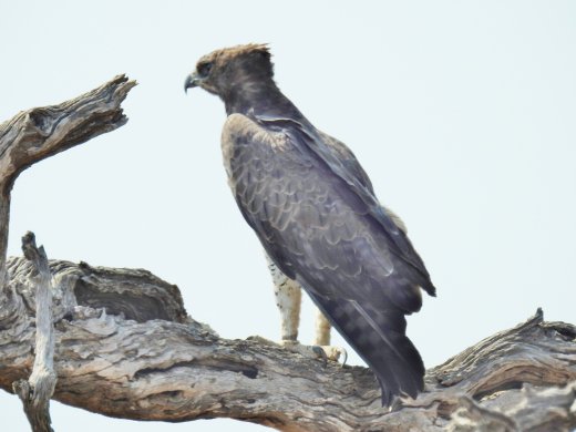 09.28.Tawny Eagle