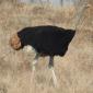 09.28.Ostrich