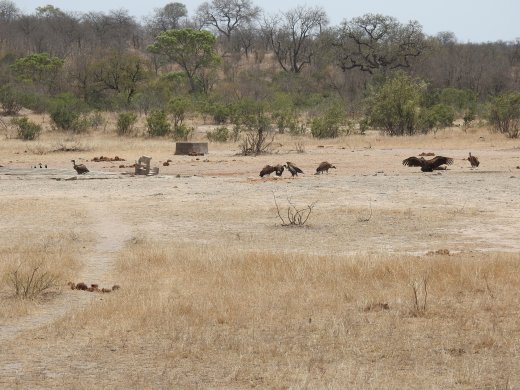 09.29.White-backed Vultures