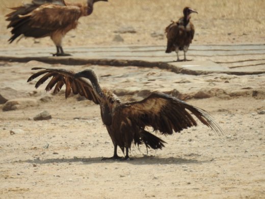 09.29.White-backed Vulture