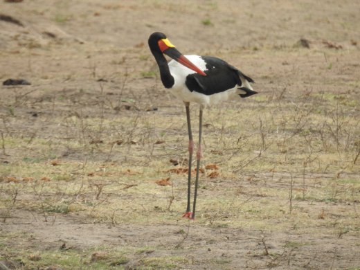 09.29.Saddle-billed Stork