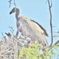 09.30.White-backed Vulture & Chick