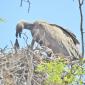 09.30.White-backed Vulture feeding Chick