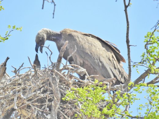 09.30.White-backed Vulture feeding Chick