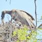 09.30.White-backed Vulture feeding Chick