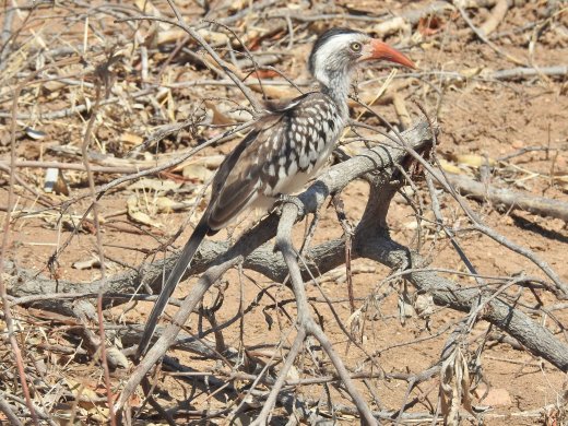 09.30.Red-billed Hornbill