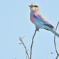 09.30.Lilac-breasted Roller