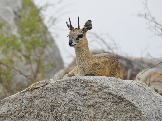 09.22.Klipspringer
