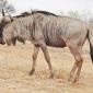 09.22.Wildebeest