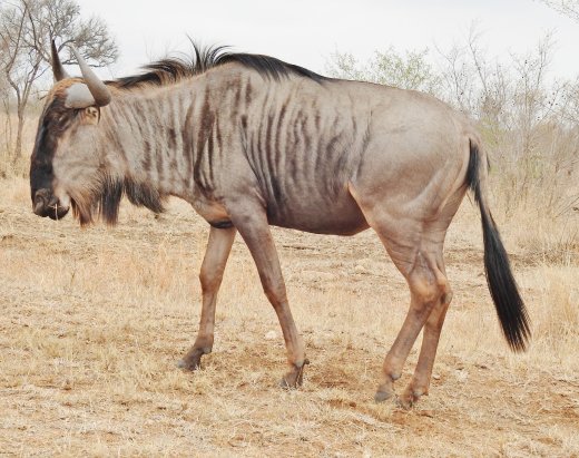 09.22.Wildebeest