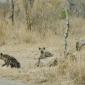 09.23.Hyena Family
