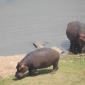 09.24.Hippos