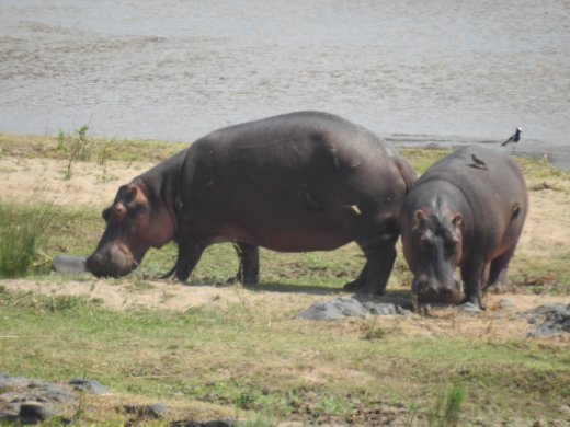 09.27.Hippos
