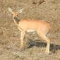 09.28.Steenbok