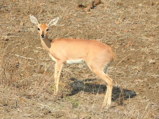 09.28.Steenbok