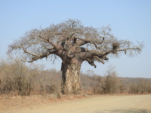 09.24.Van Wielligh's Baobab