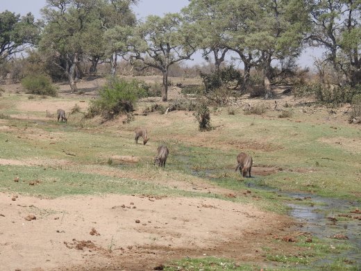 09.26.Waterbucks & Setting