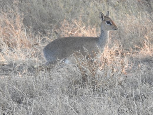 Dik-Dik