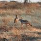 Black-backed Jackal
