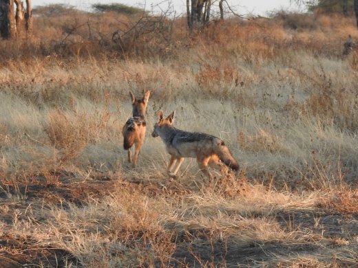 Black-backed Jackal