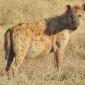 Alpha Female Hyena