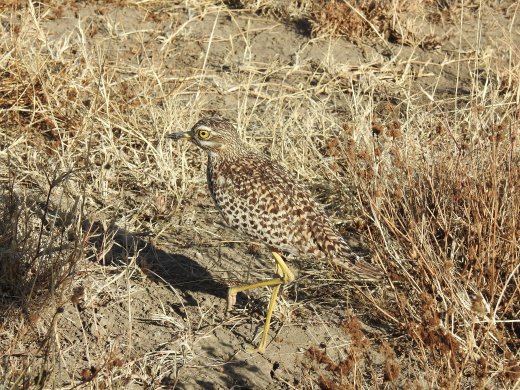 Spotted Thick-Knee