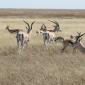 Grant's Gazelle & Thompson's Gazelle