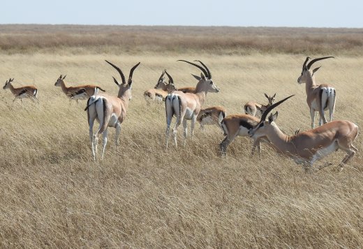 Grant's Gazelle & Thompson's Gazelle