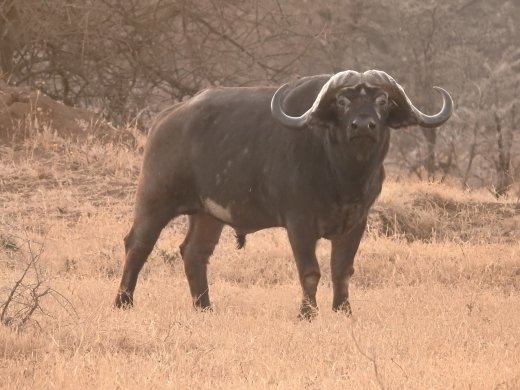 Buffalo