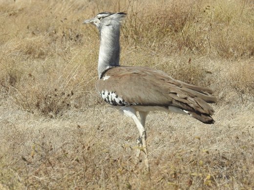 Kori Bustard