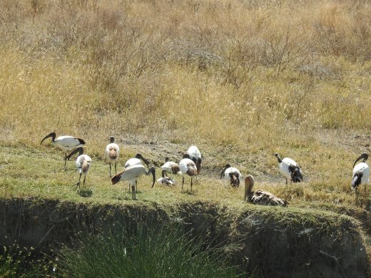Ibis & Juvenile Yellow-billed Stork