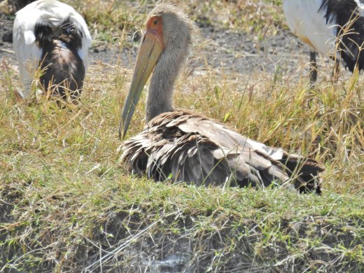 Juvenile Yellow-billed Stork