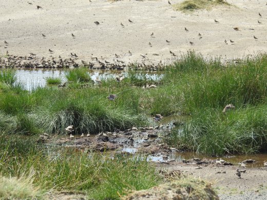 Fisher's Sparrow-larks