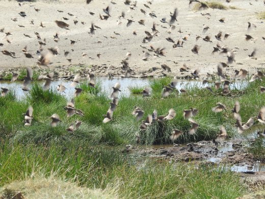 Fisher's Sparrow-larks