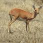 Steenbok