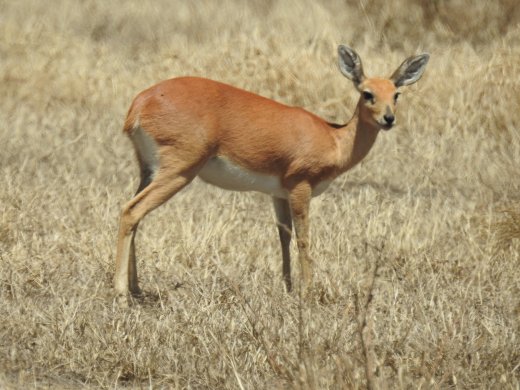 Steenbok