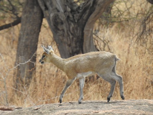 Klipspringer