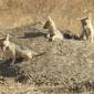 Black-backed Jackal Pups