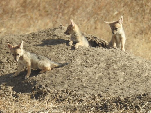 Black-backed Jackal Pups