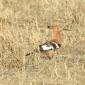 African Hoopoe