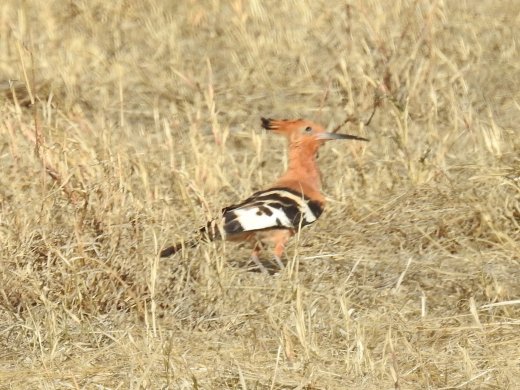 African Hoopoe