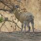 Klipspringer