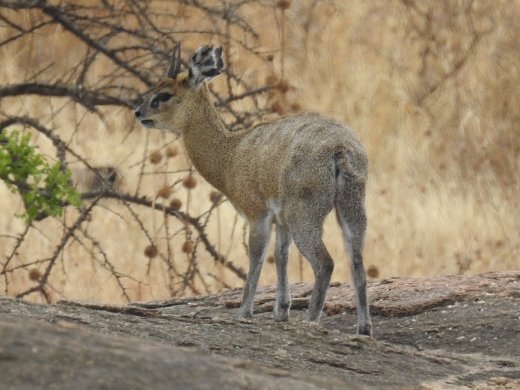 Klipspringer