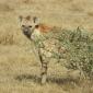 Lone Hyena