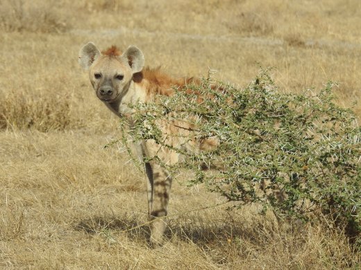 Lone Hyena