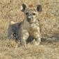 Lone Hyena